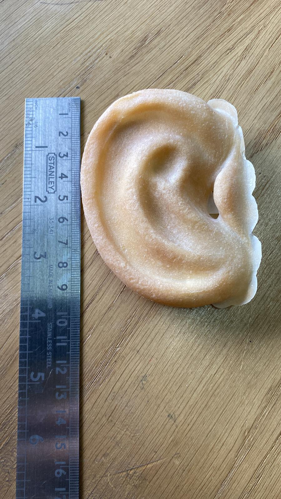Prosthetic Big Ears - Image 2